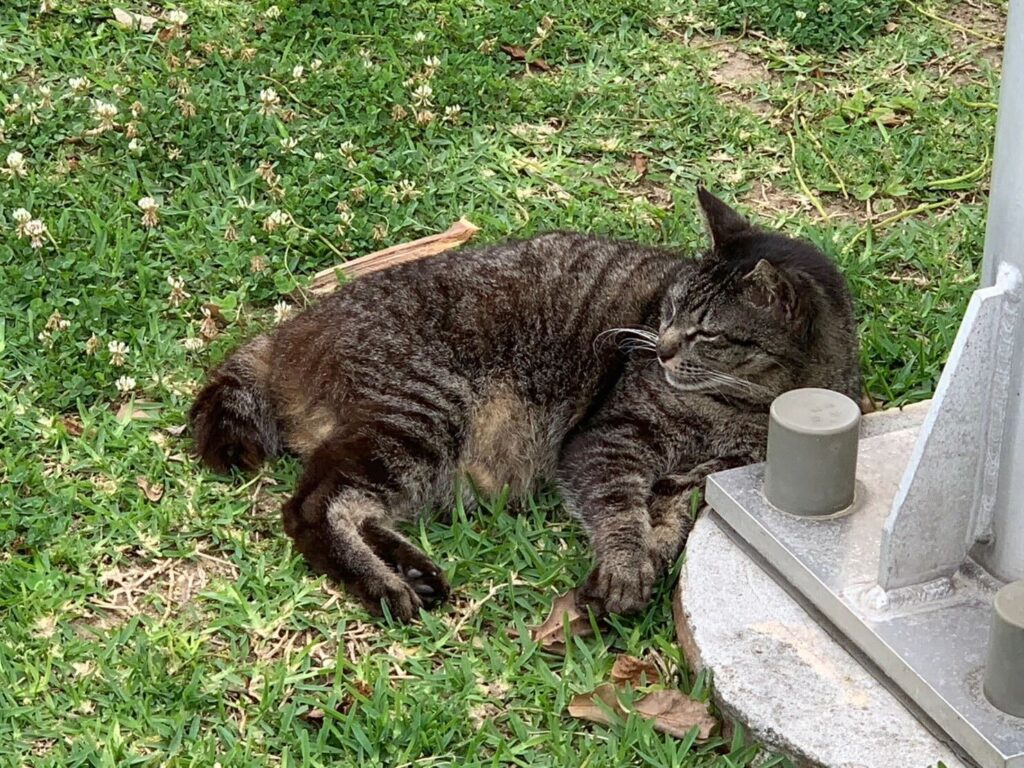 休憩する猫