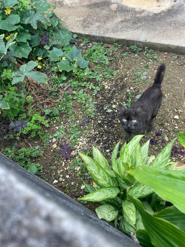 こっちを見る猫