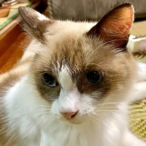 猫の画像