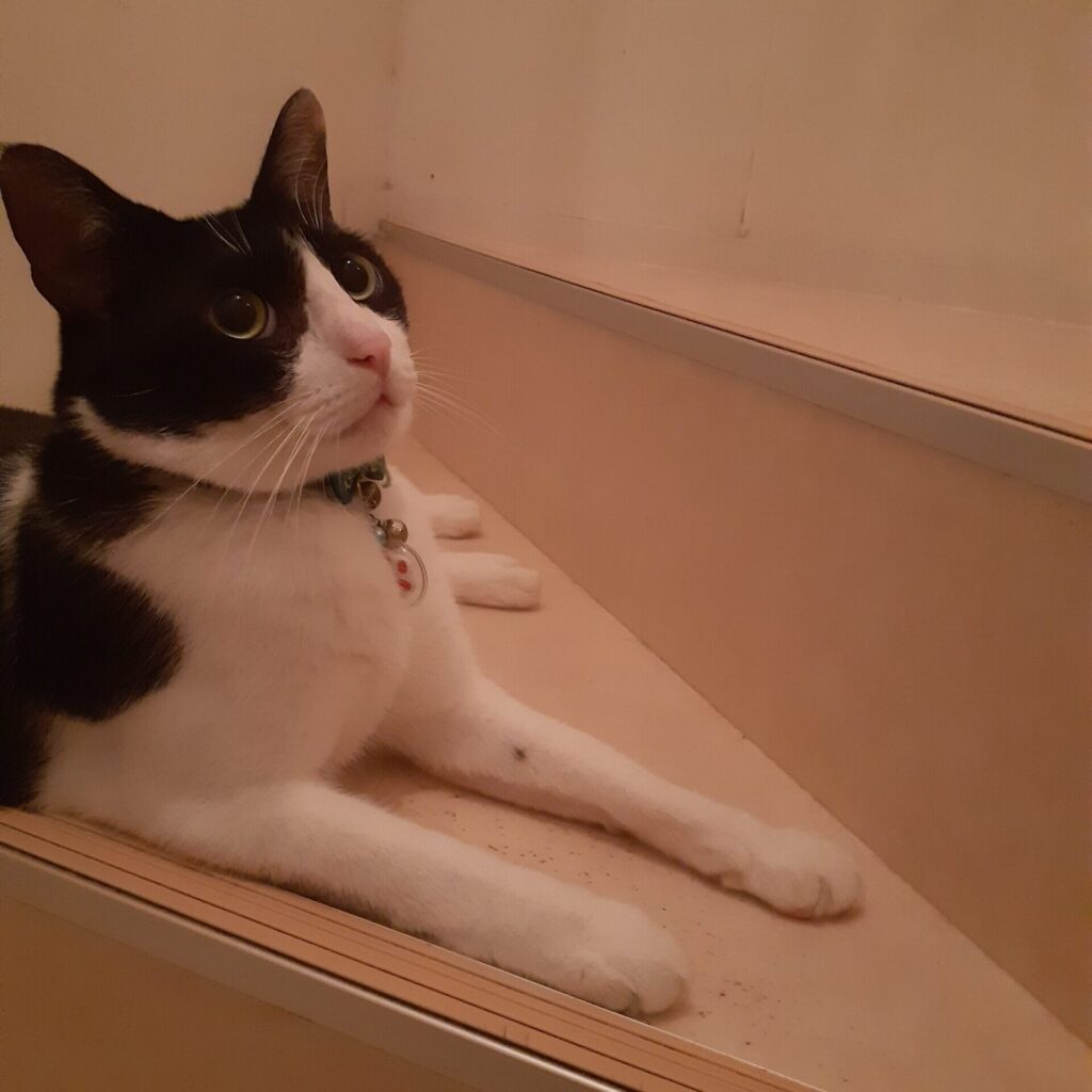 おれお