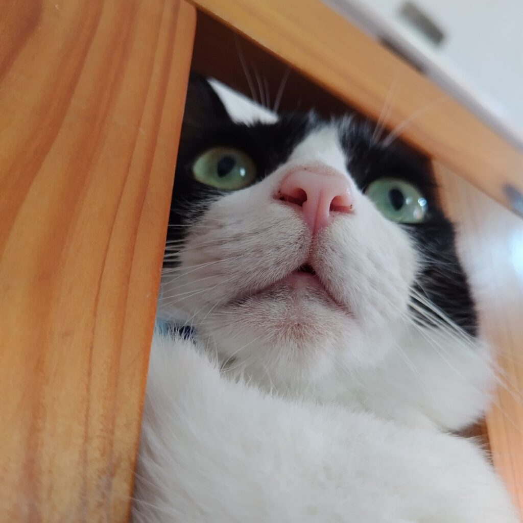 ドアップ