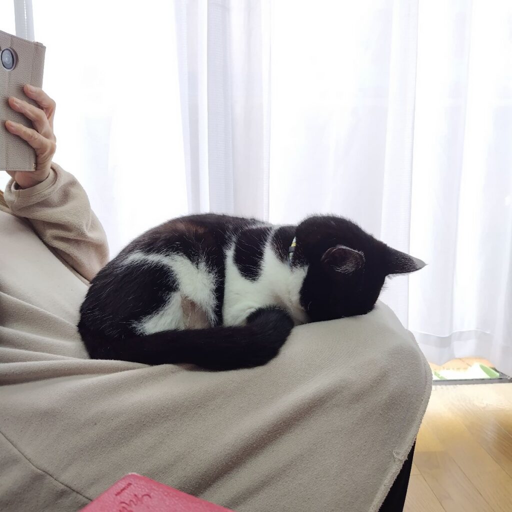 ごめん寝