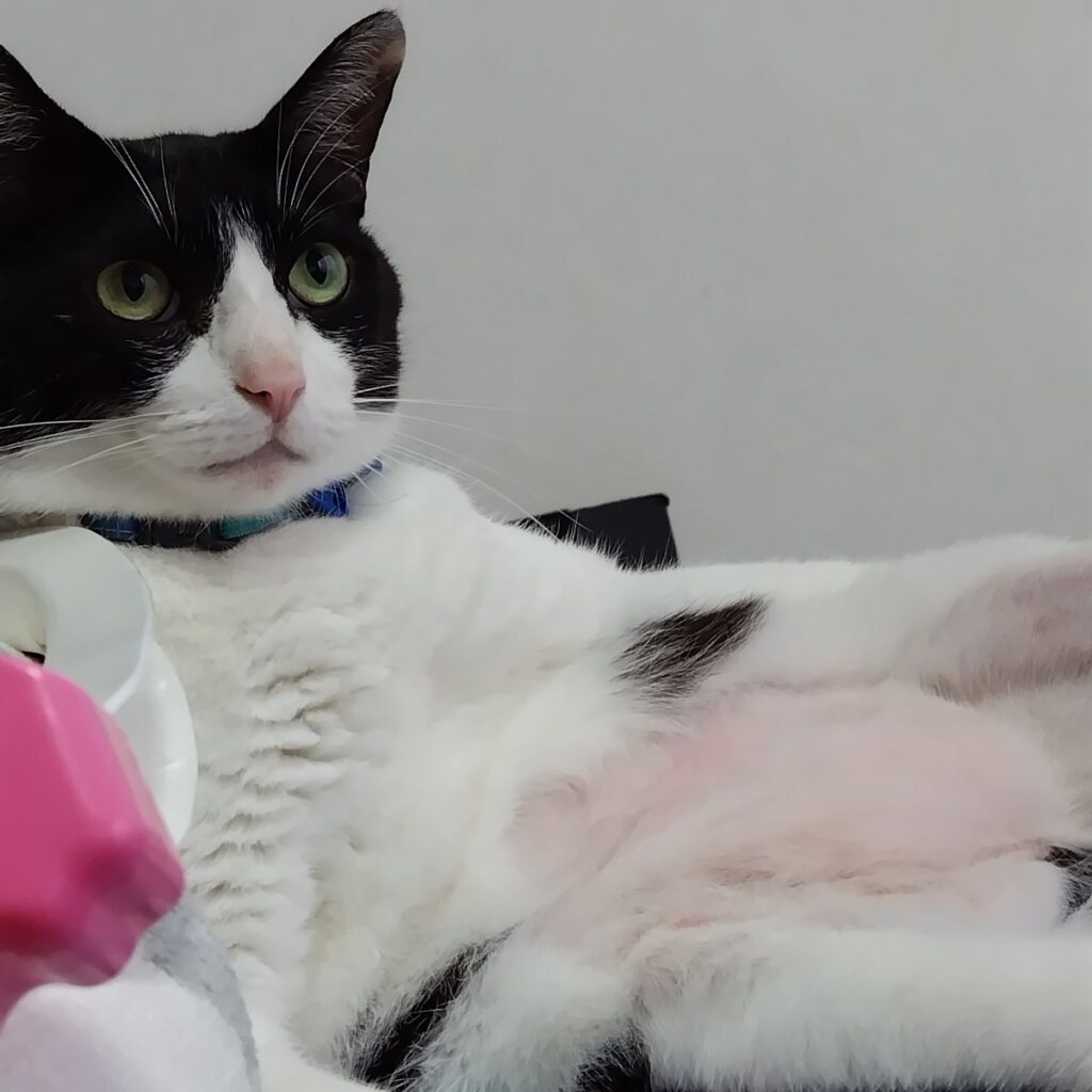 ボスおれお